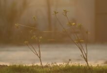 digital growth hub identifier 695637371