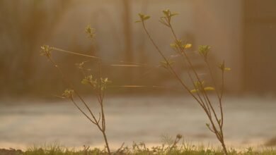 digital growth hub identifier 695637371