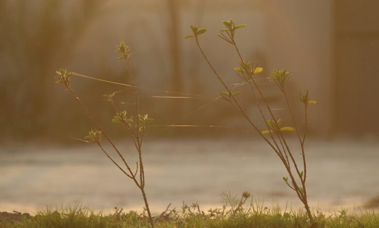 digital growth hub identifier 695637371