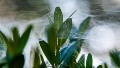 digital growth platform web