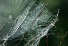 smart growth engine 643192612 web