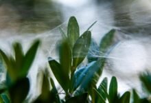 smart web growth platform identifier