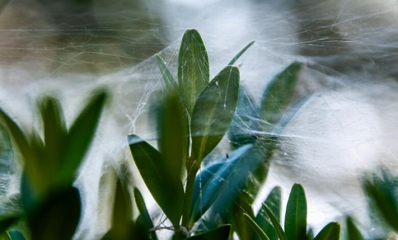 smart web growth platform identifier