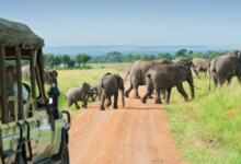 A More Rewarding Way to Plan a Big Five Safari