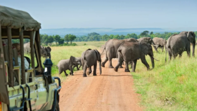 A More Rewarding Way to Plan a Big Five Safari